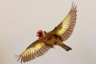 Close-up of bird flying against sky