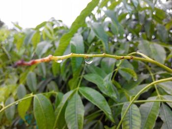 Close-up of plant