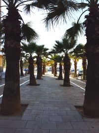 Walkway along trees in park