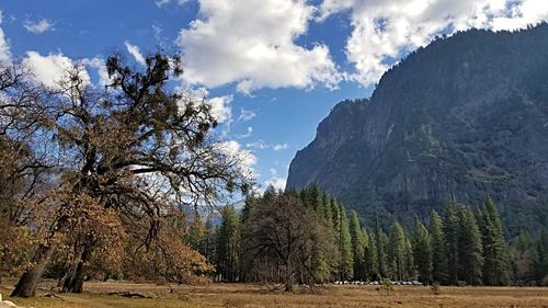 Panoramic shot of trees on field against sky