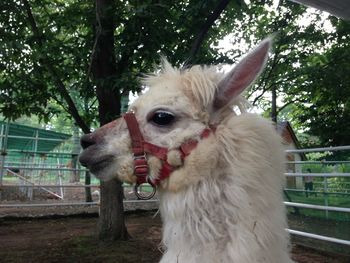 Close-up of white alpaca