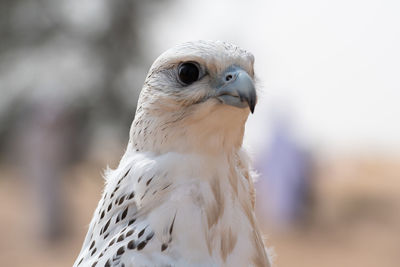 Close-up portrait of eagle