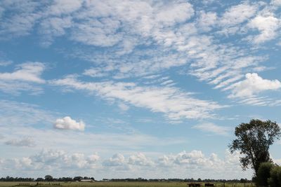 Low angle view of trees on field against sky