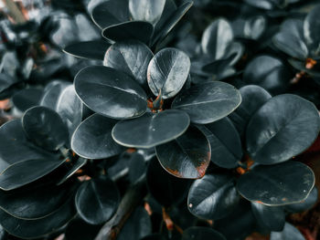 Close-up of flowering plant leaves