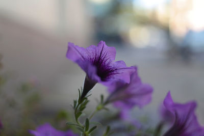 Close-up of purple flowers