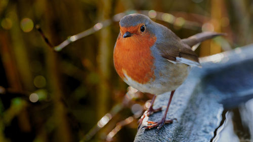 Close-up of bird perching on branch