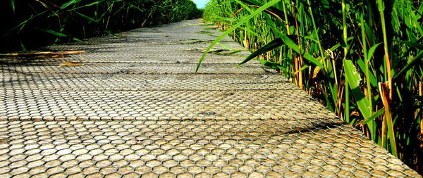 Walkway amidst stone wall