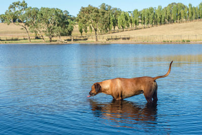 Horse in a lake