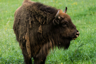 Wisent  standing in a field