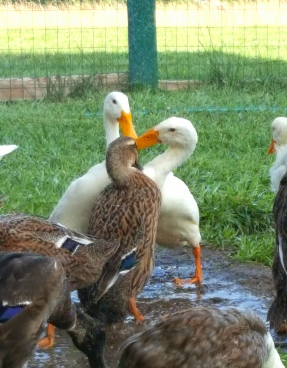 DUCKS ON WATER