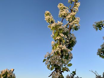Low angle view of flowering plant against clear sky