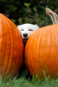 Close-up of orange pumpkins