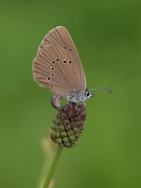 Close-up of butterfly pollinating on flower