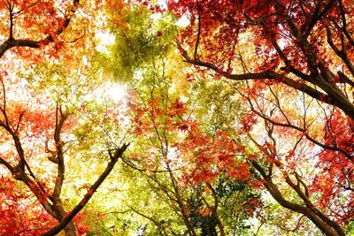 Low angle view of maple tree in forest during autumn