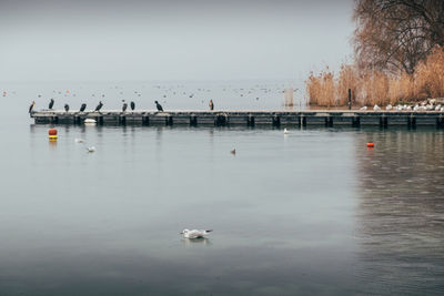 Swans swimming in lake