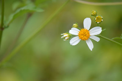 Close-up of white flowering plant