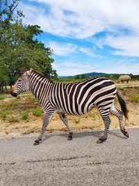 Side view of zebras on field