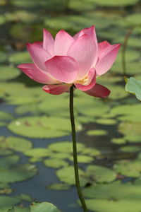 Close-up of pink lotus in lake