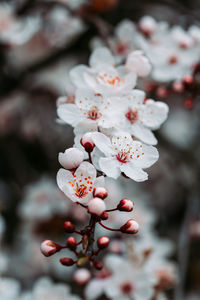 Close-up of cherry blossom tree