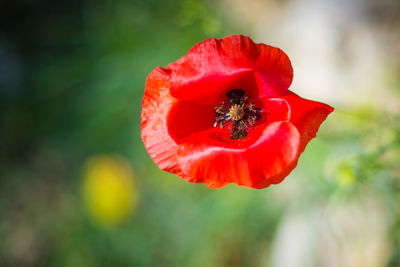 Close-up of red poppy flower