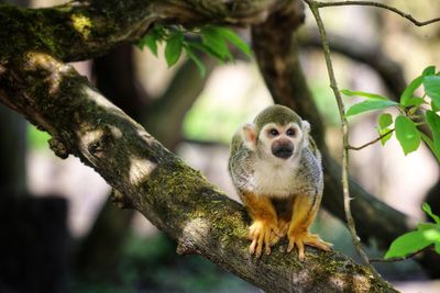 Monkey sitting on tree branch