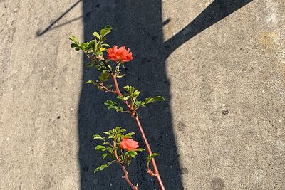 High angle view of flowering plant by road