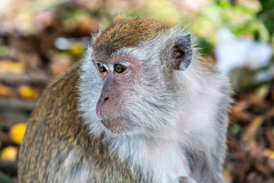 Close-up portrait of a monkey