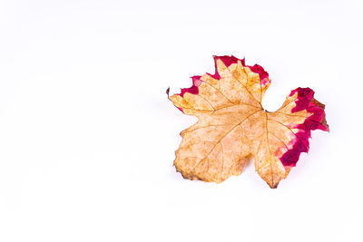 Close-up of maple leaves on white background