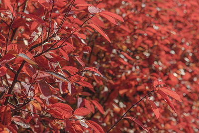 Close-up of yellow flowering plant