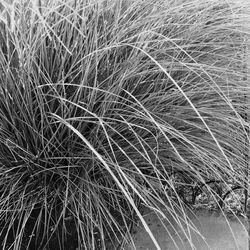 Full frame shot of grass