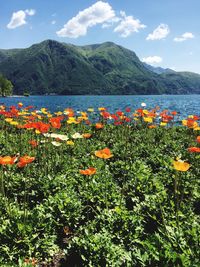 Scenic view of flowering plants by mountains against sky