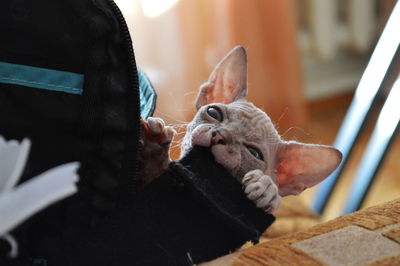 Close-up of blue eyed gray sphynx kitten biting a laptop cover