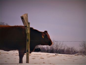 Horse on snow covered field against sky