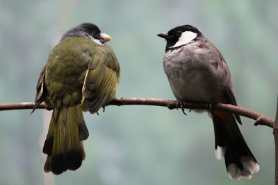 Close-up of birds perching on branch