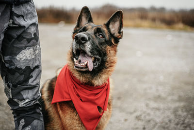 Dog looking away