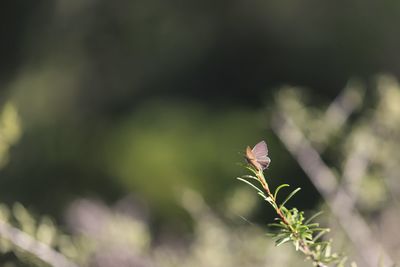 Close-up of butterfly on flower
