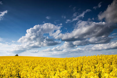 Scenic view of oilseed rape field against sky