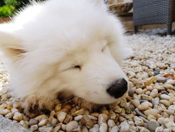 Close-up of a dog