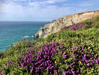 Purple flowering plants by sea against sky