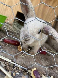 Bunnies and more bunnies 