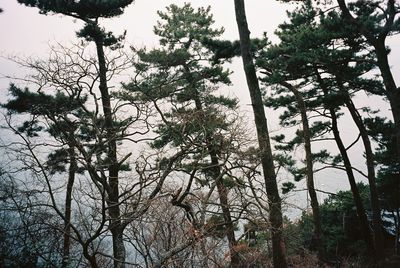 Low angle view of trees