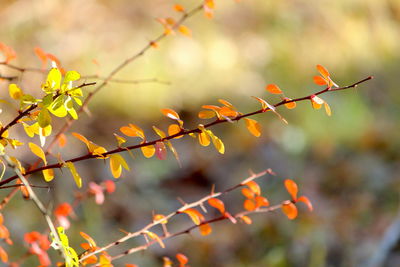 Close-up of autumn leaves on tree