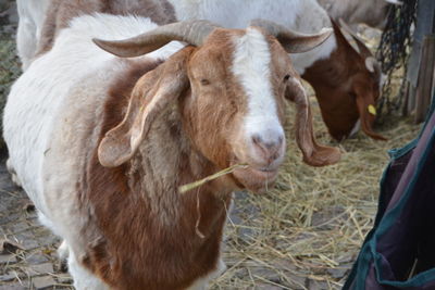 Close-up of cow eating