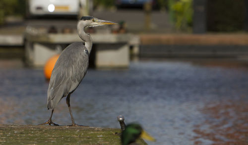 Bird perching on a leaf