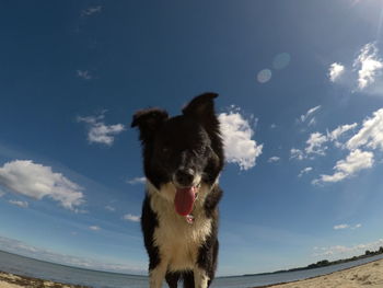 Low angle view of a dog