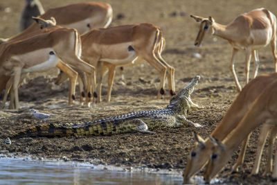 Crocodile moving by impalas on lakeshore