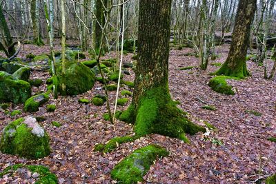 Trees in forest