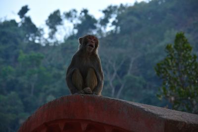 Monkey on tree against sky