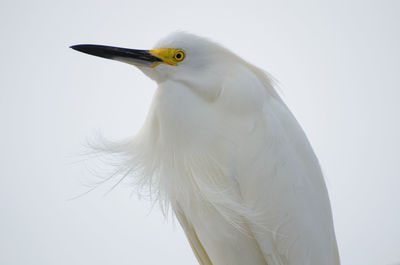 Close-up of a bird