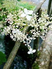 Close-up of white flowering plant